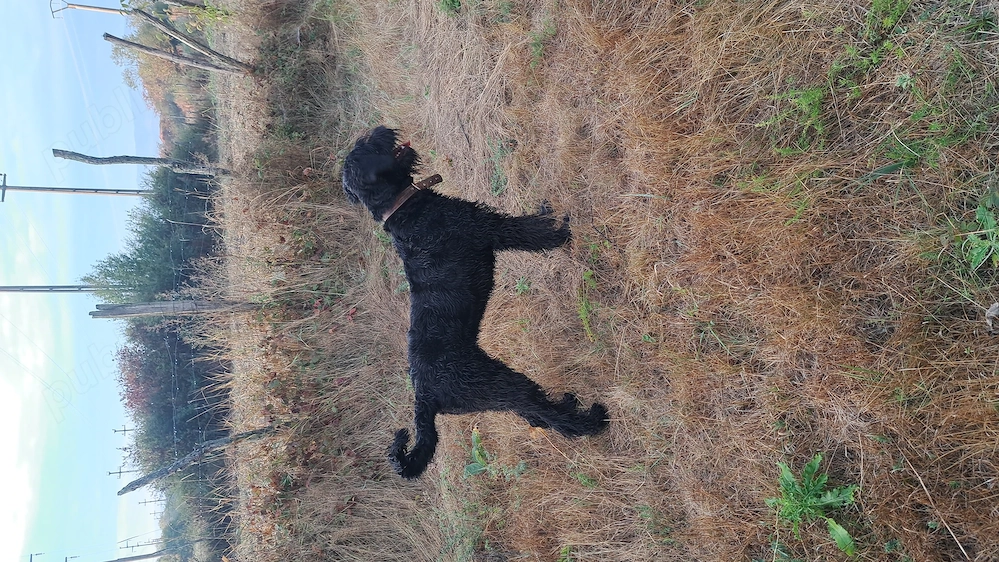 Schnauzer urias 