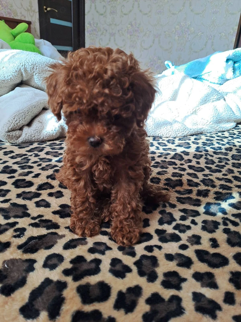 Pudel roșu mini toy 