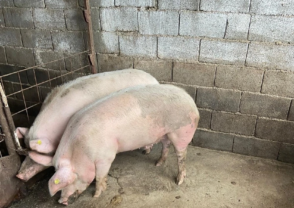 porc de vanzare
