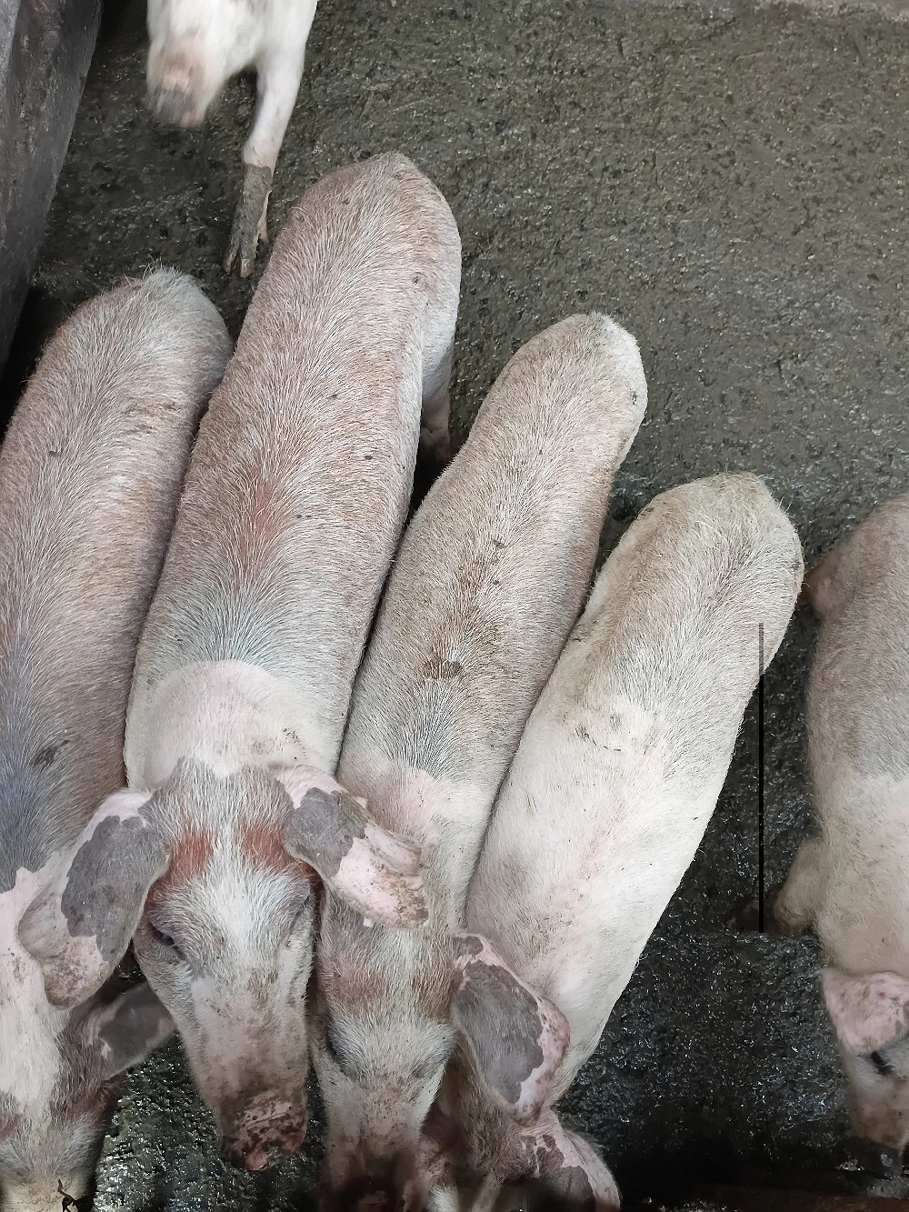 8 bucati la 3 luni , Movileni Olt 