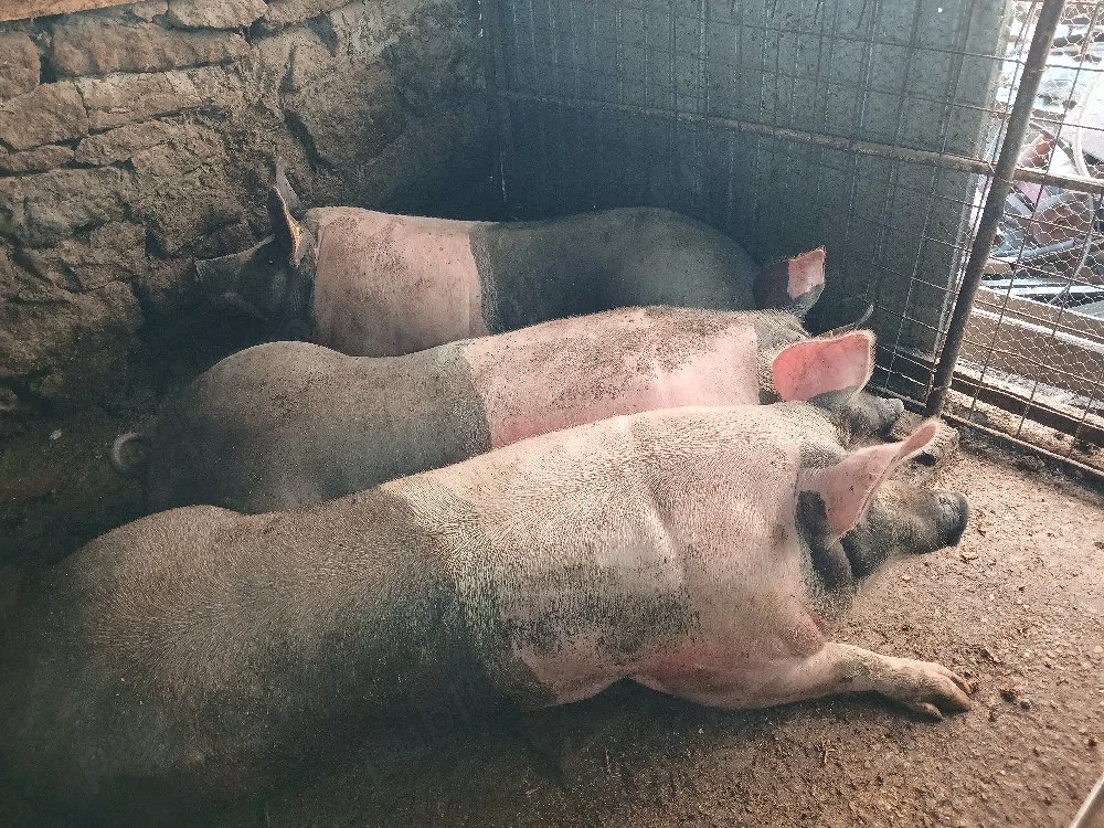Porci de vanzare. pentru sacrificat foarte frumosi!