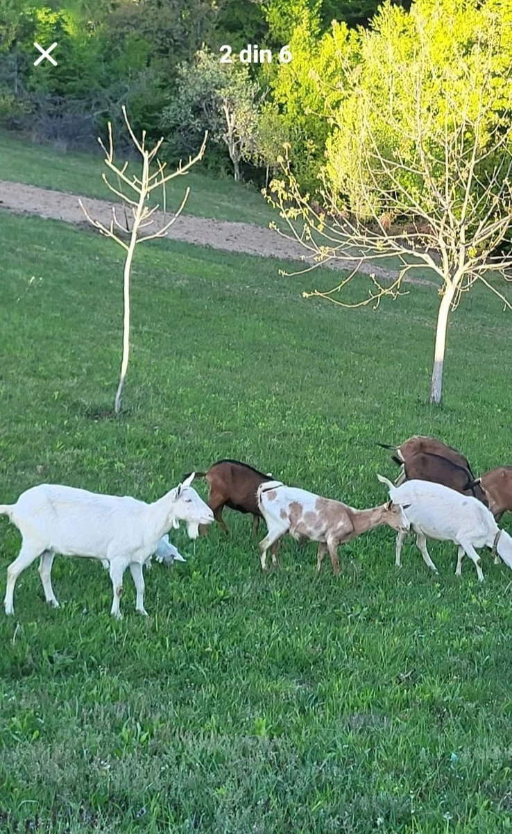 capre de vânzare 