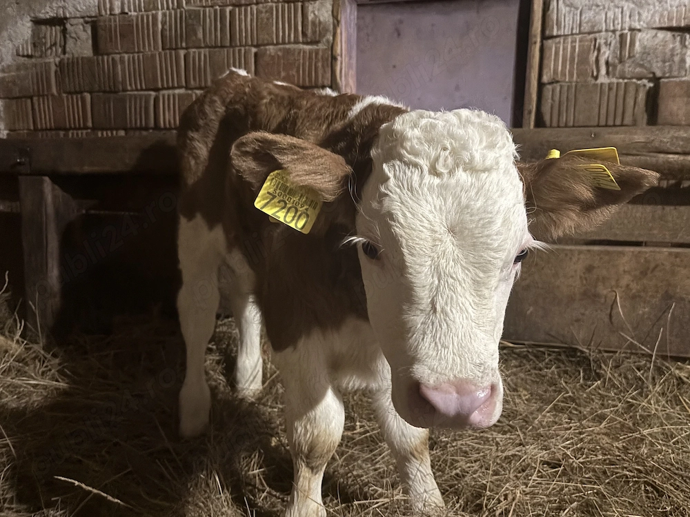 Vând vițel bălțat de o săptămână 