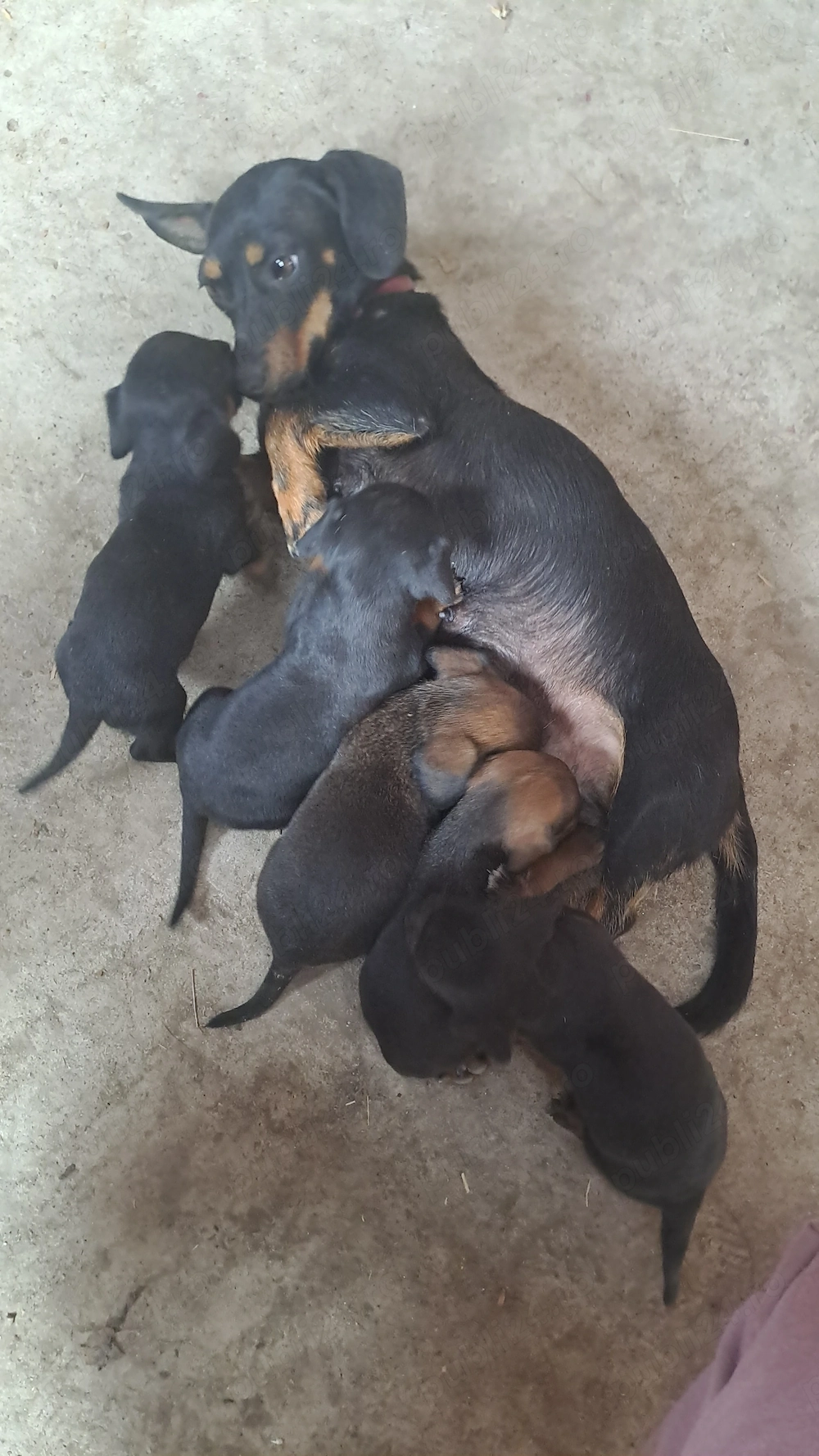 Cățeluși adorabili  de vânzare 