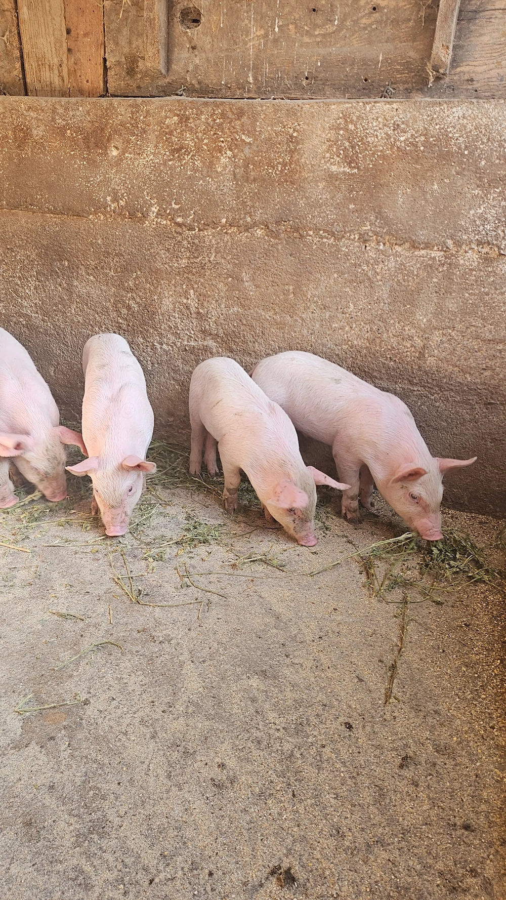 Vand purcei marele alb si landraceXpietrainXduroc