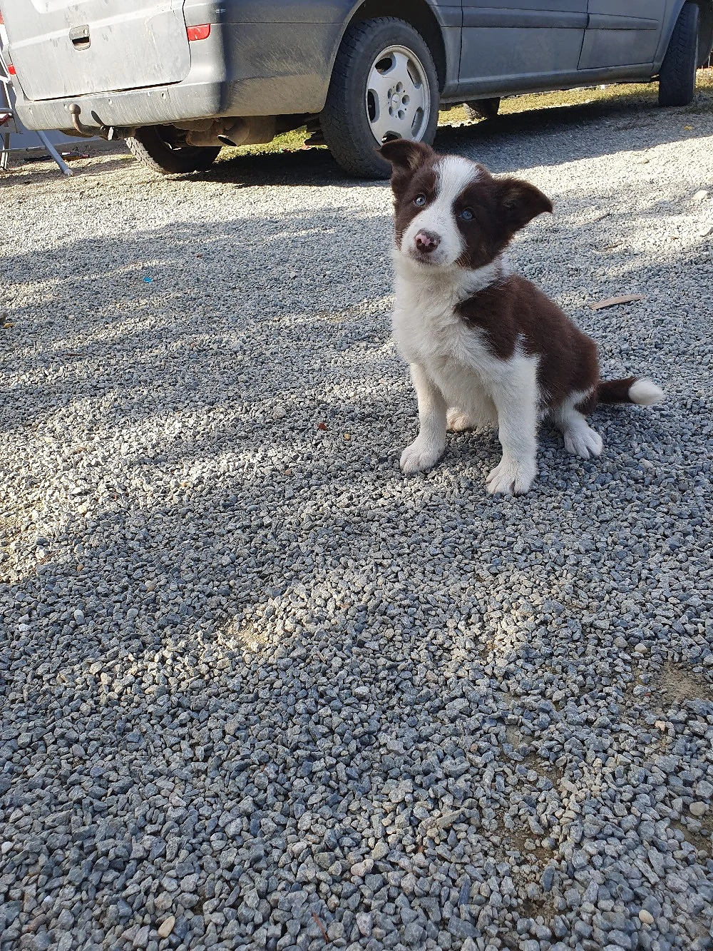 vand border collie