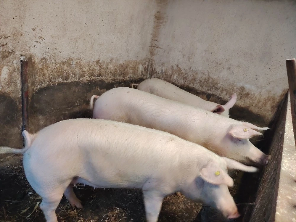 Vând porci marele alb și scroafe de prăsilă 