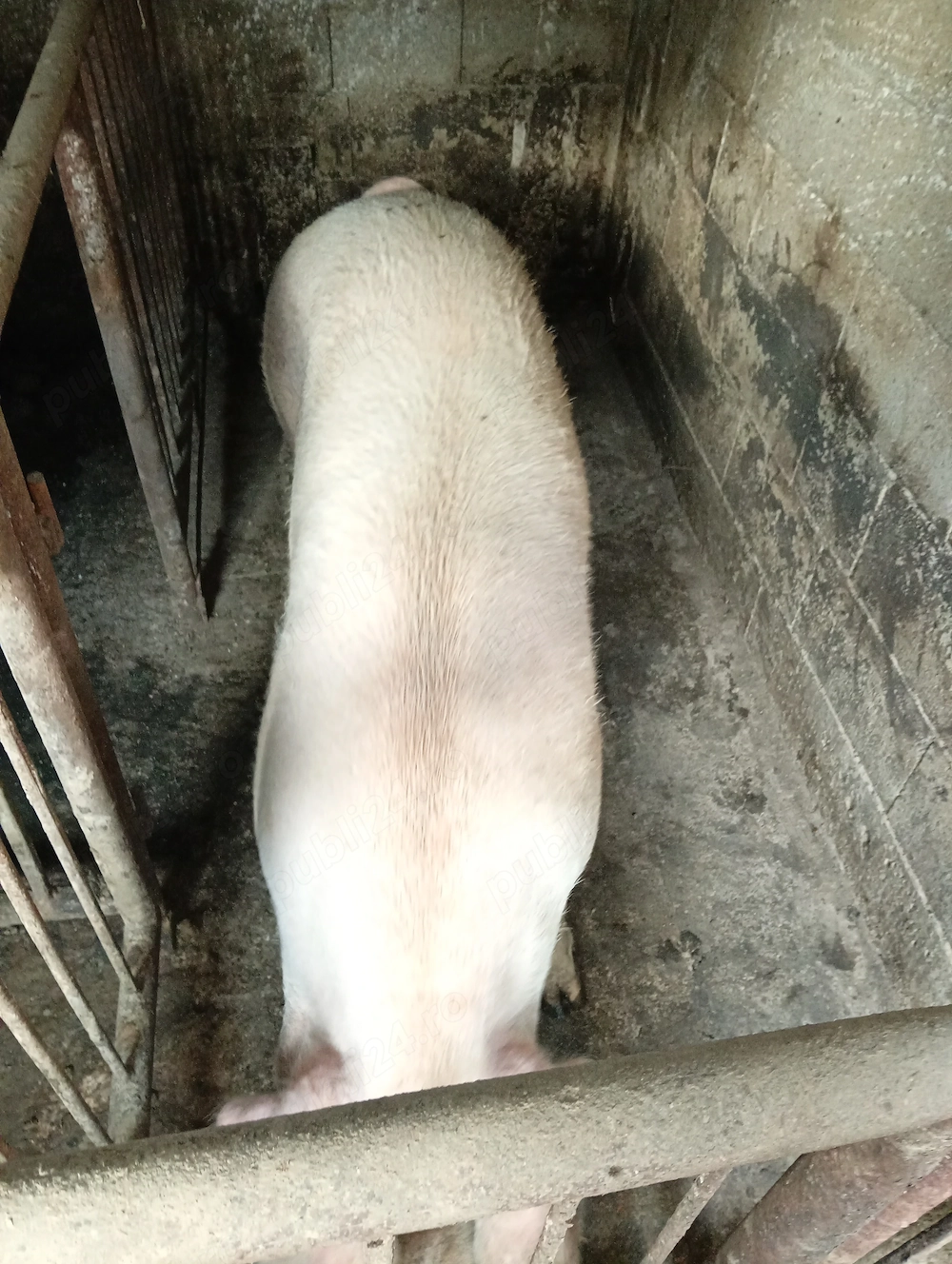 Scroafa landrace
