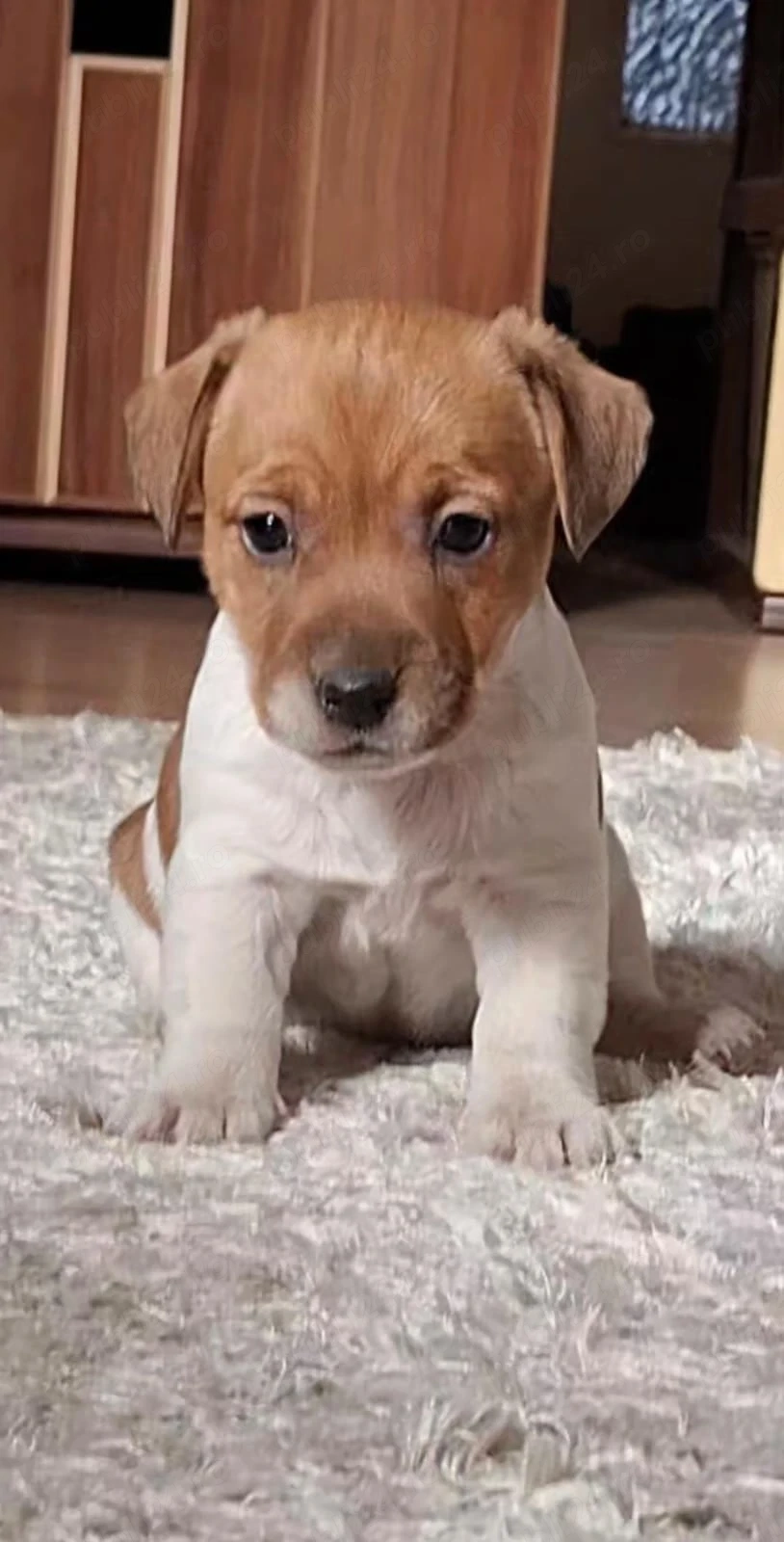 Jack Russel Terrier 