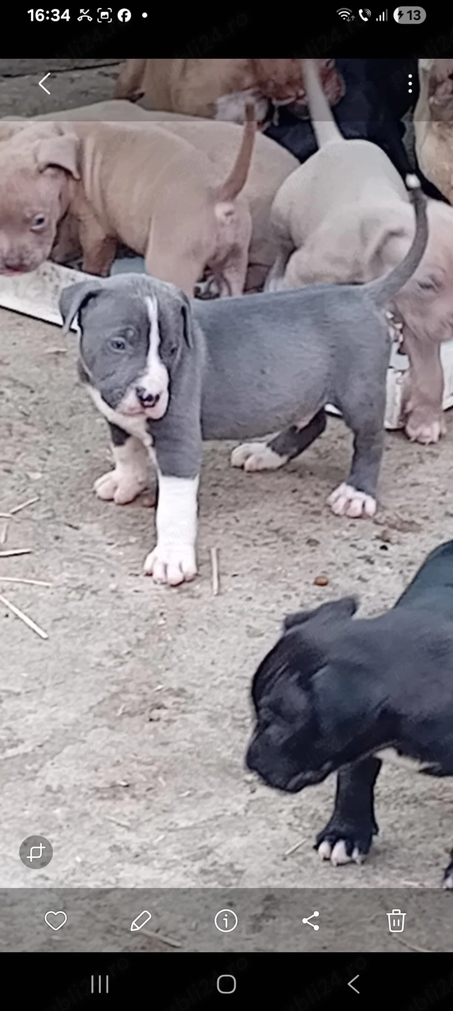 Disponibili pentru rezervare pui bully xl de 5 săptămâni 