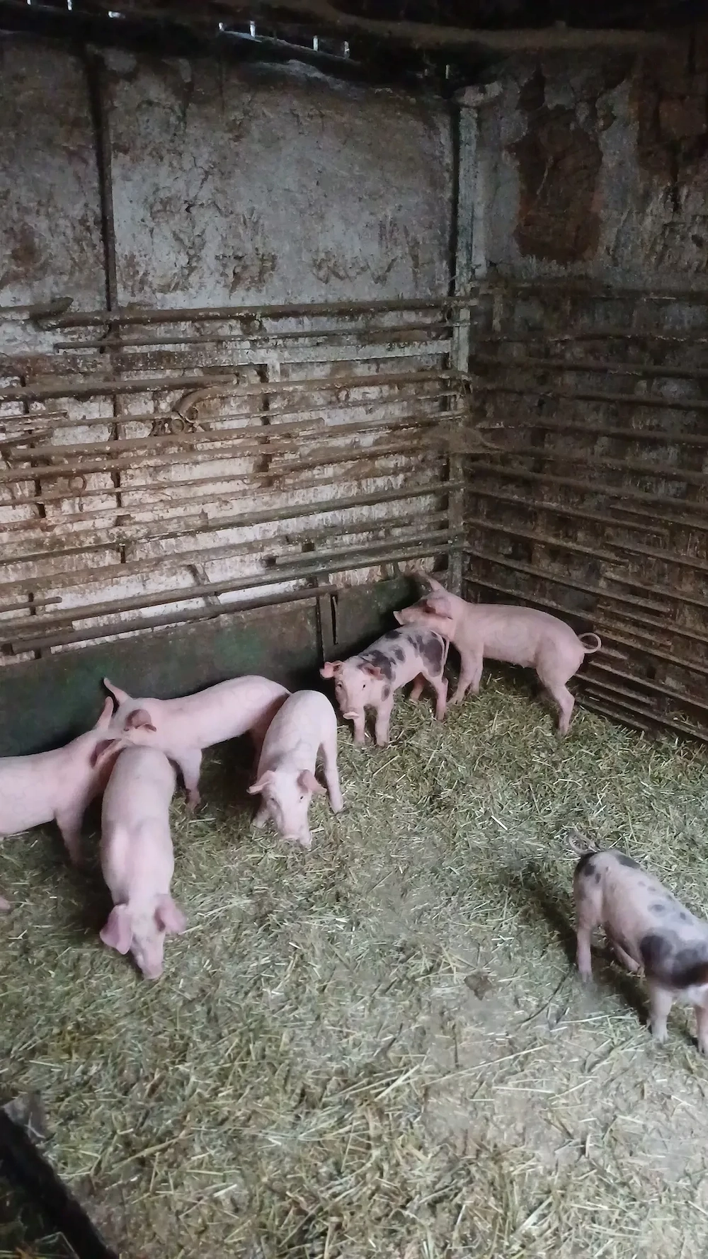 Purcei de vanzare landrace metis 7 saptamani