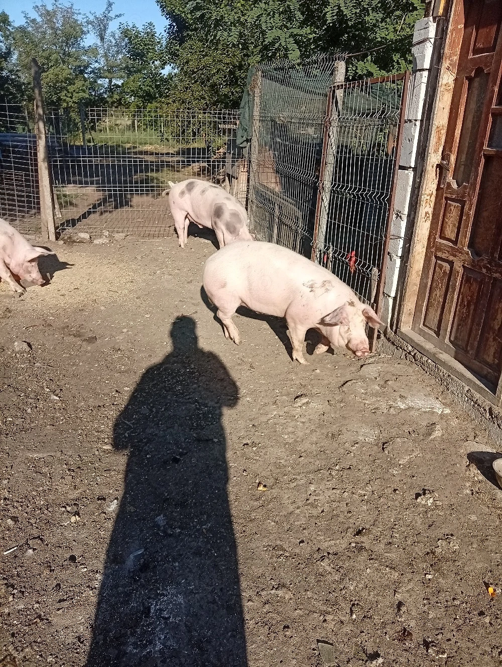 porci de vânzare 