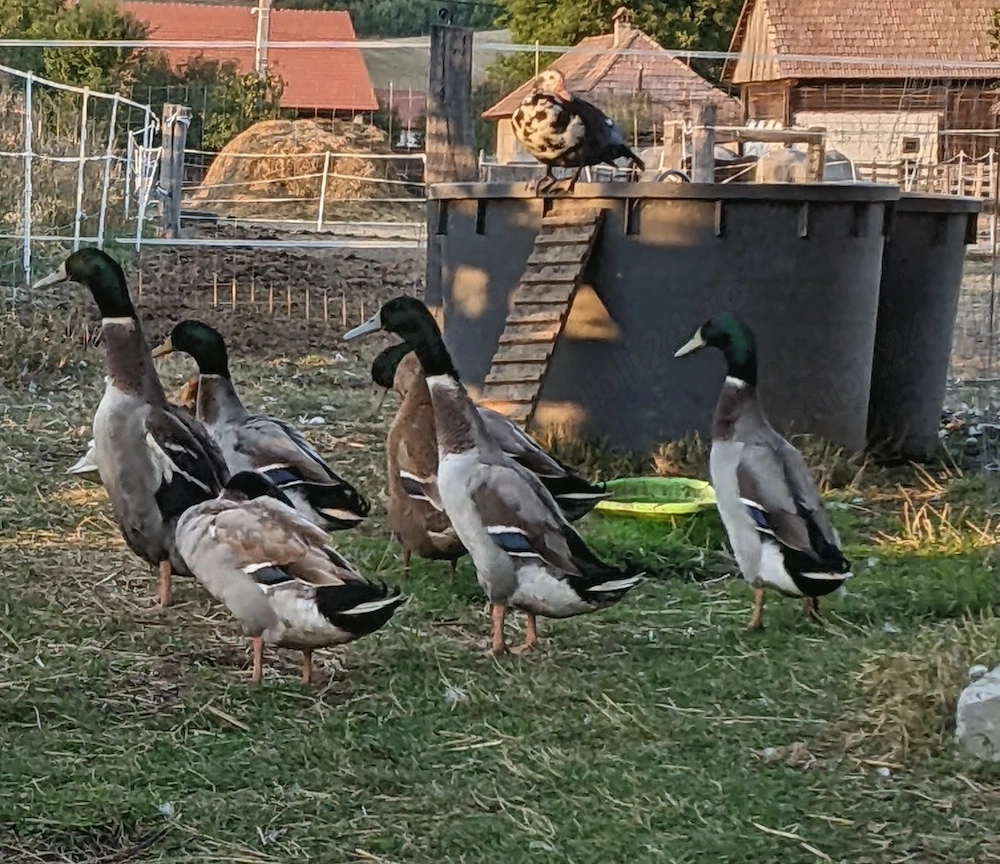 Rate indiene alergătoare 