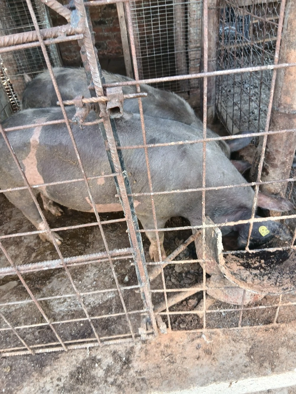 porc pietrean