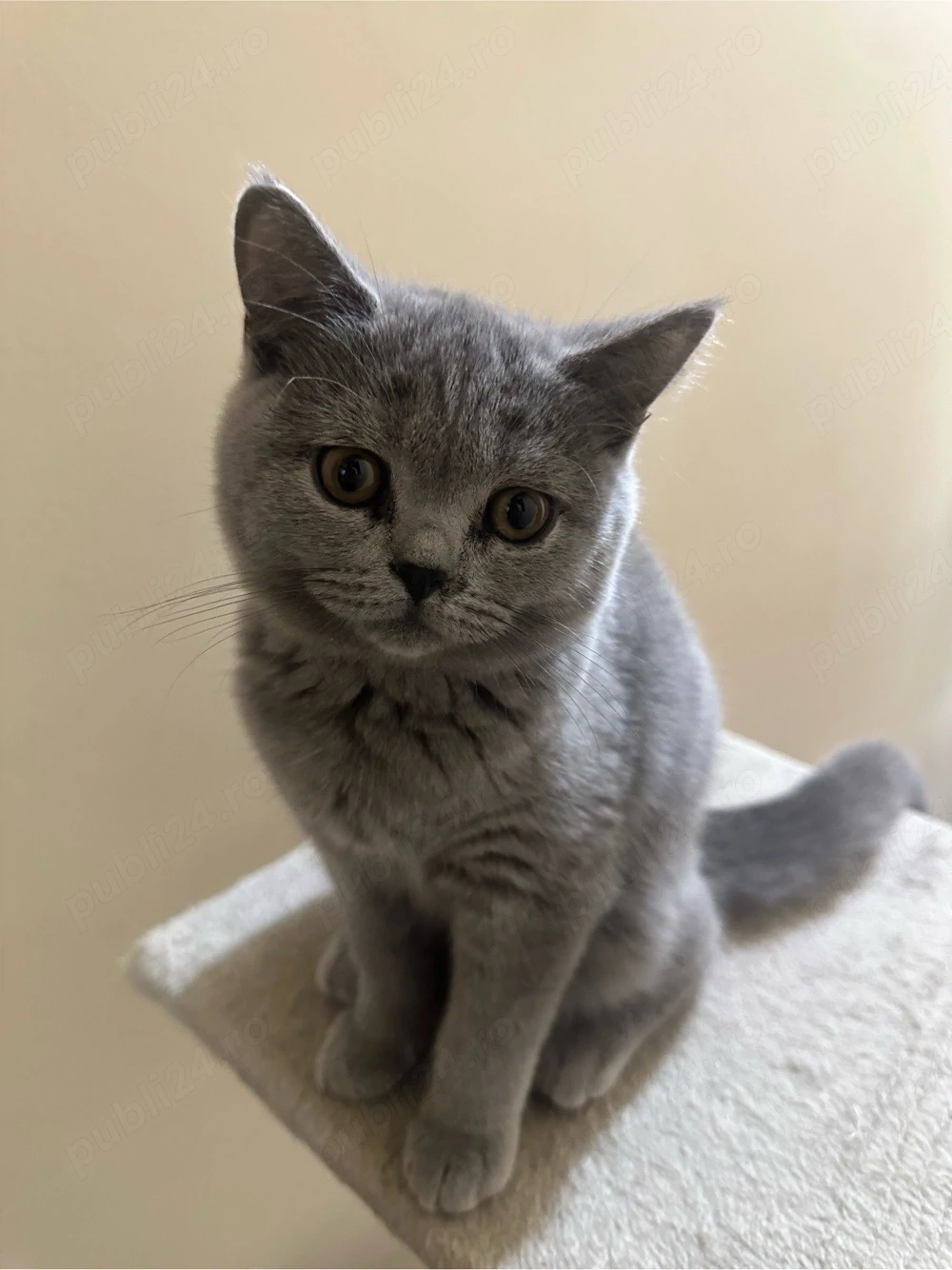 Pui Pisica British Shorthair