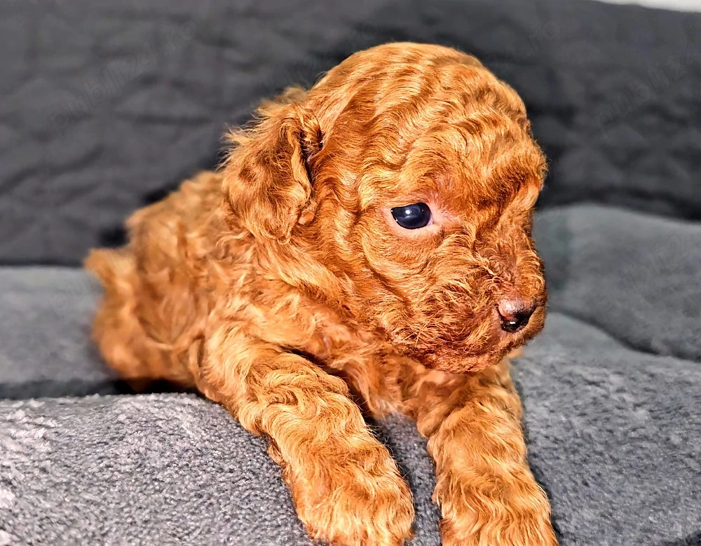 Vanzare poodle toy