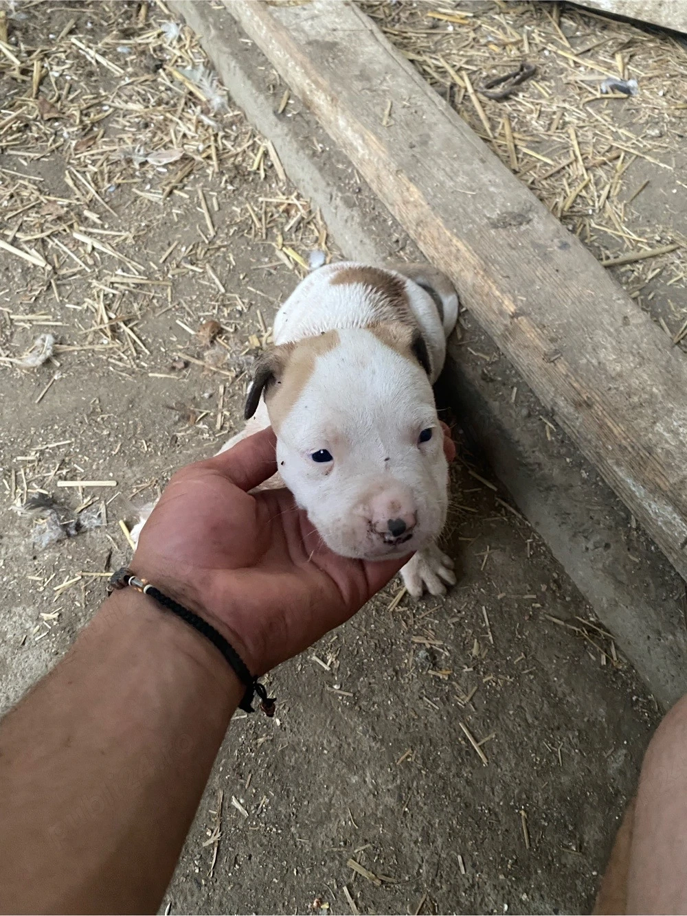 Mascul Amstaff 