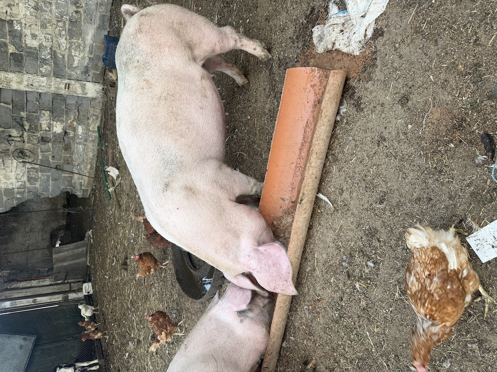 Vând purcea de 9 luni ne față. 