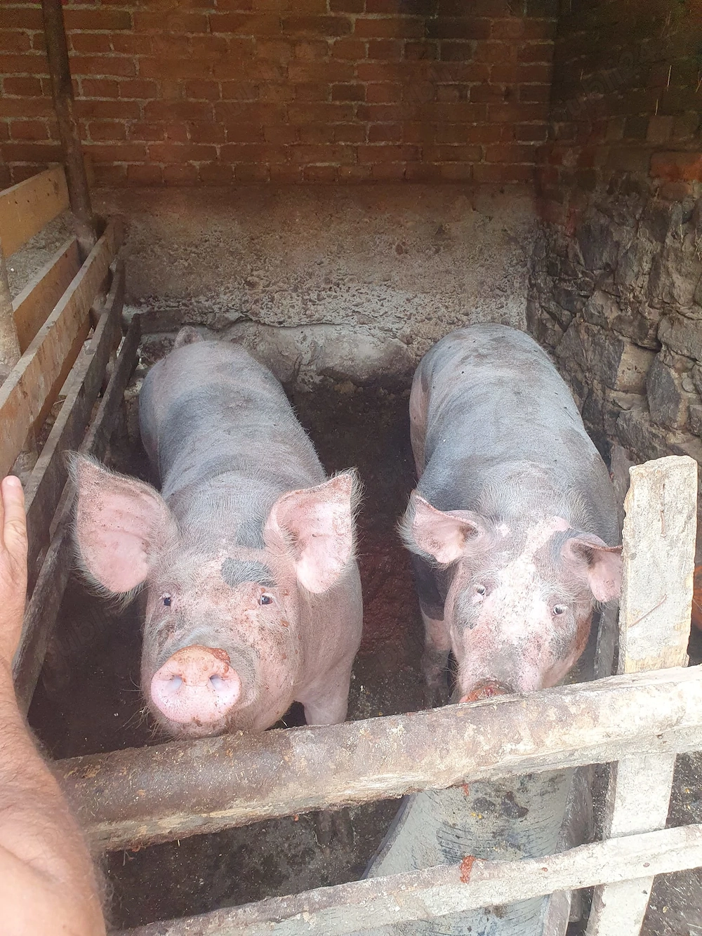 Vând porci