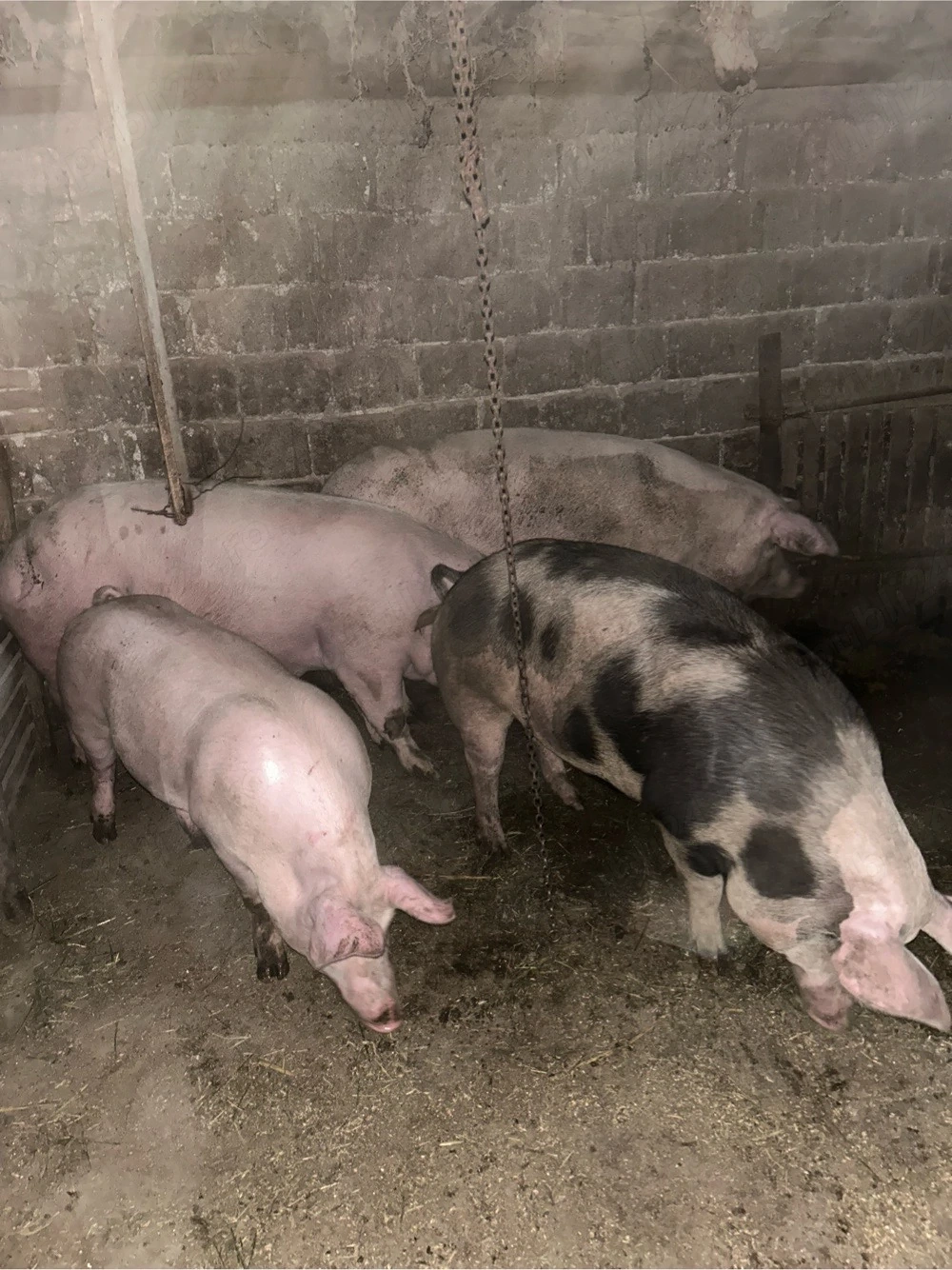 poci de vanzare de la 15 lei kg