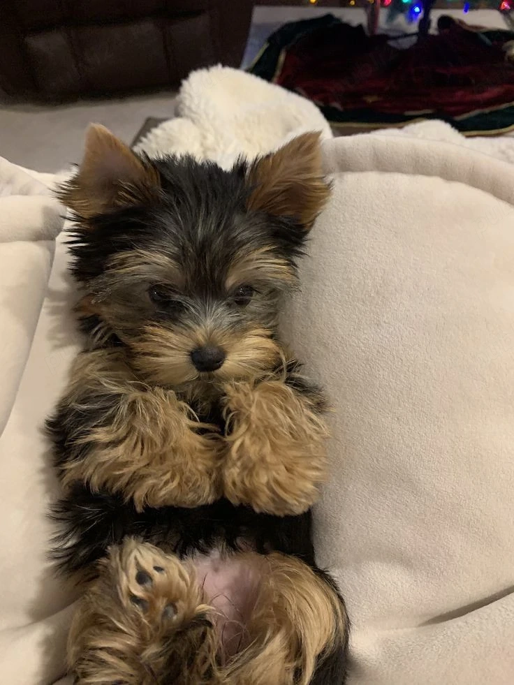 Pui Yorkshire terrier toy