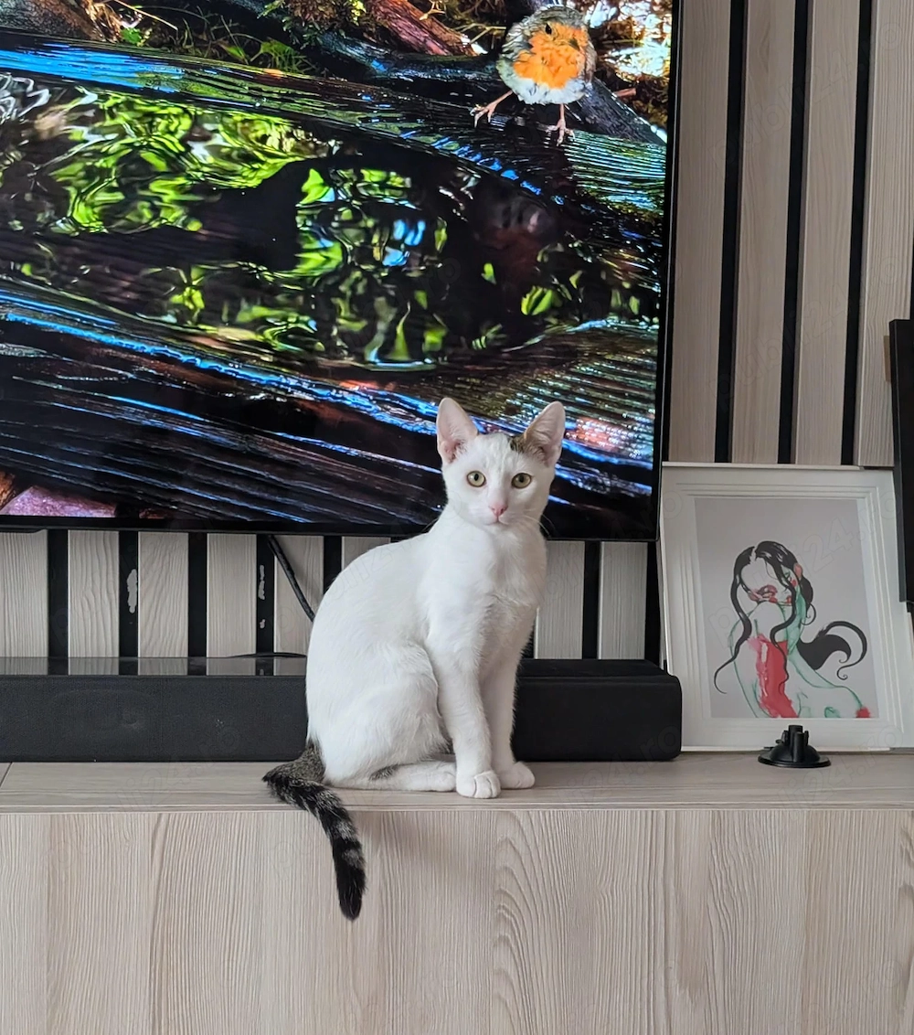 Adopție 3 frați ghiduși si frumoși 
