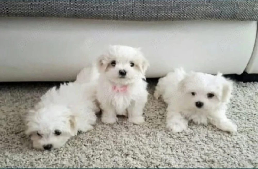 Bichon Maltez F B