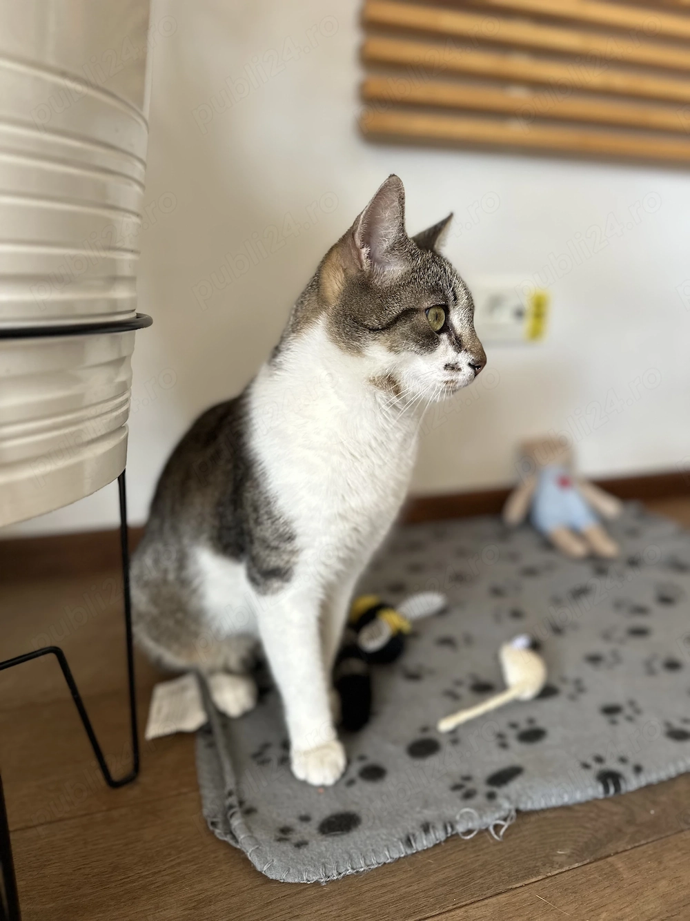 Benito - pisoi pentru adopție 