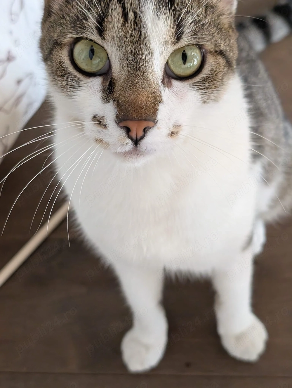Benito, 1-2 ani   Motănel blând și iubitor   Sterilizat   Sociabil și torcăcios   Adopție în Bucureș