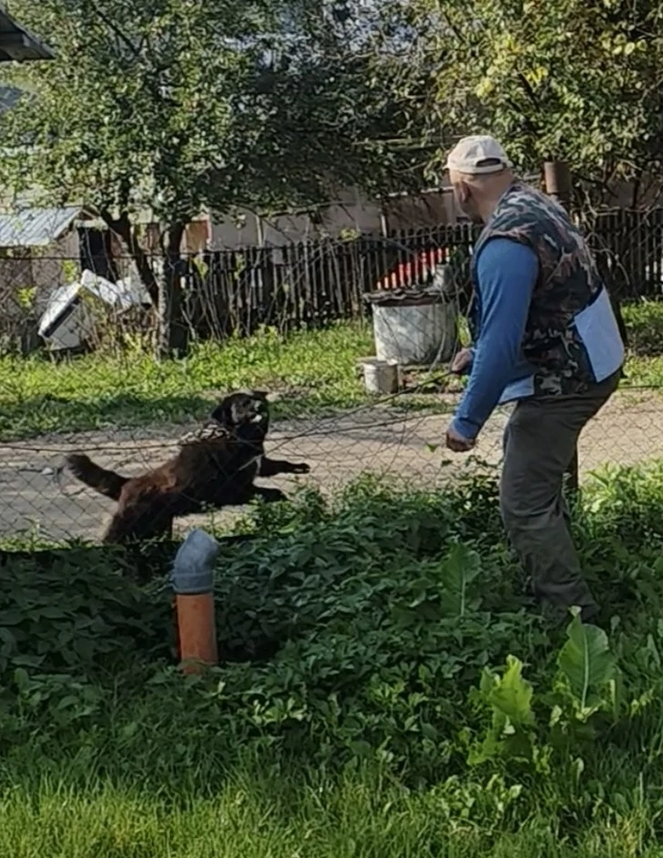 Ciobănesc corb mascul schimb