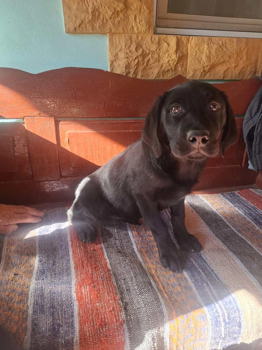 Cățelușă Labrador Retriever, 3 luni   vaccinată și deparazitată