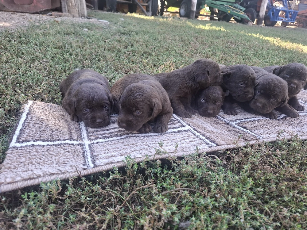 7 pui Labrador Retriever   4 săptămâni, pentru rezervare
