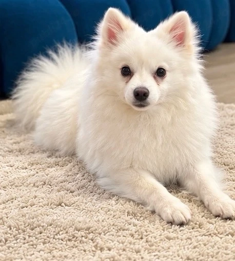 pomeranian spitz 
