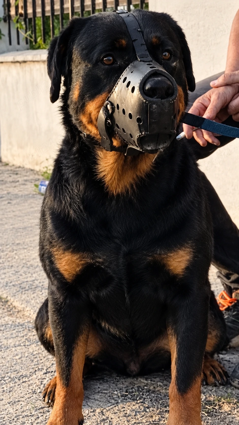 Vând căței rottweiler 