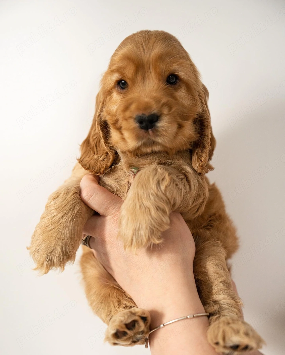 Cocker Spaniel- pui Calitate Expo Din Canisa Autorizata Proprie 