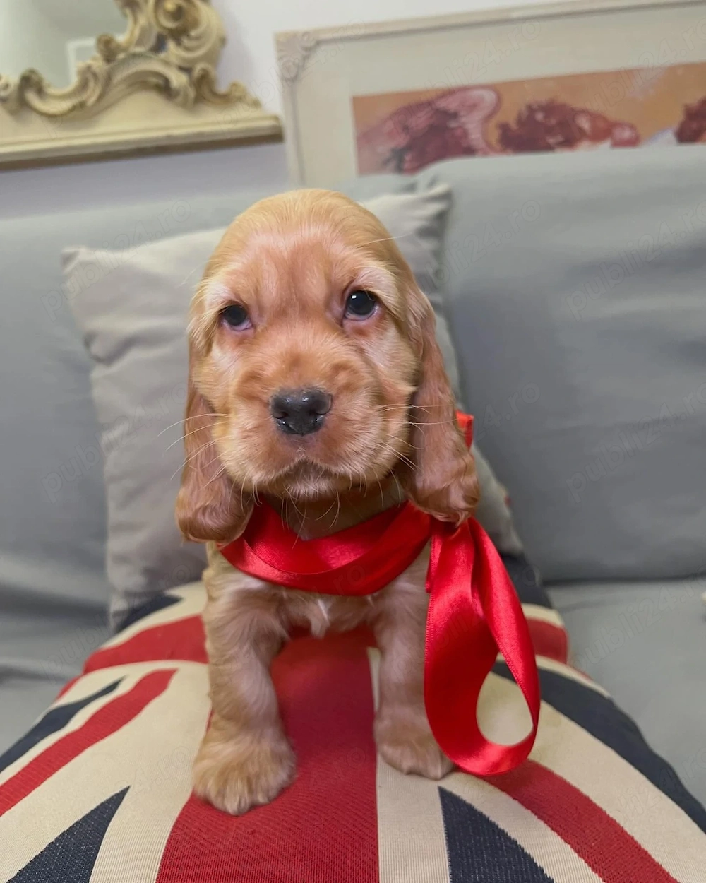 Pui COCKER SPANIEL- Canisa Proprie autorizată- din Părinți EXPO