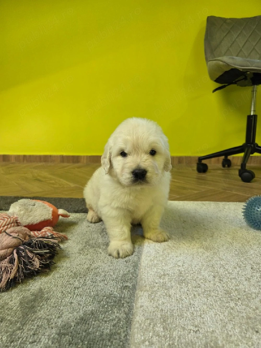 Golden retriever cu pedigree tip A