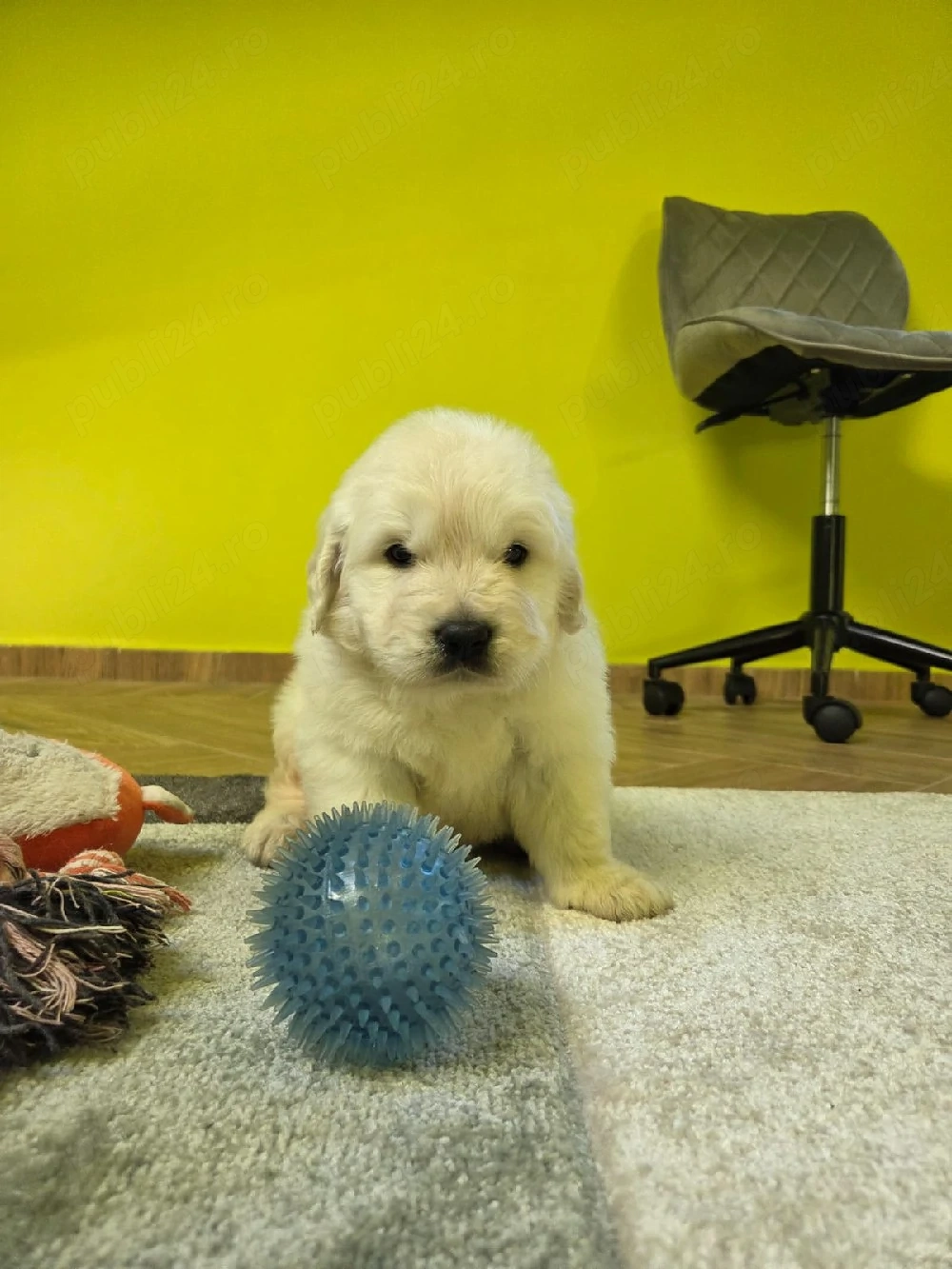 Golden retriever cu pedigree tip A