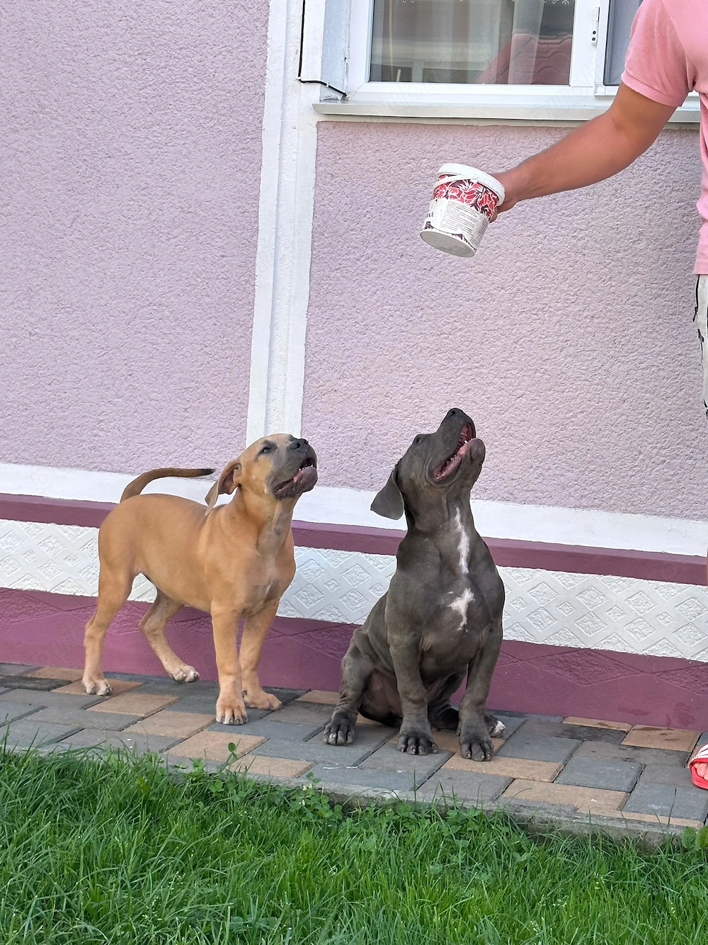 American Bully Xl