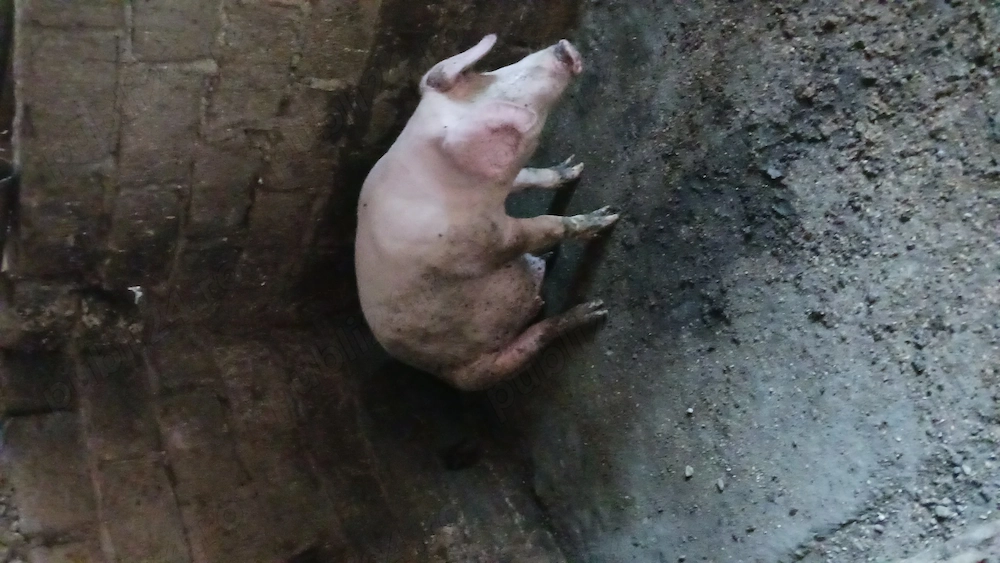 Vind porci rasa landras 
