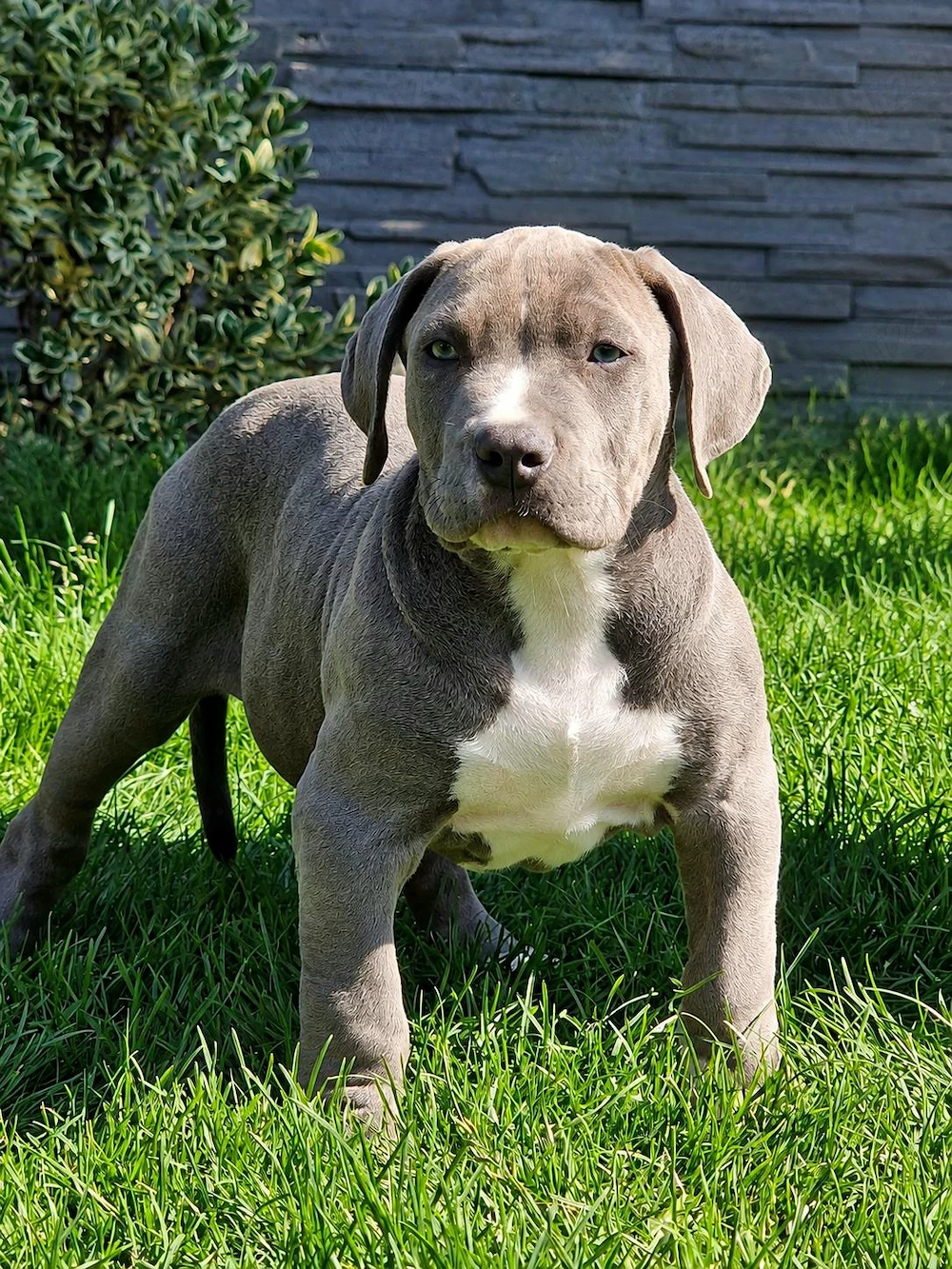 Vand American Bully xxl 