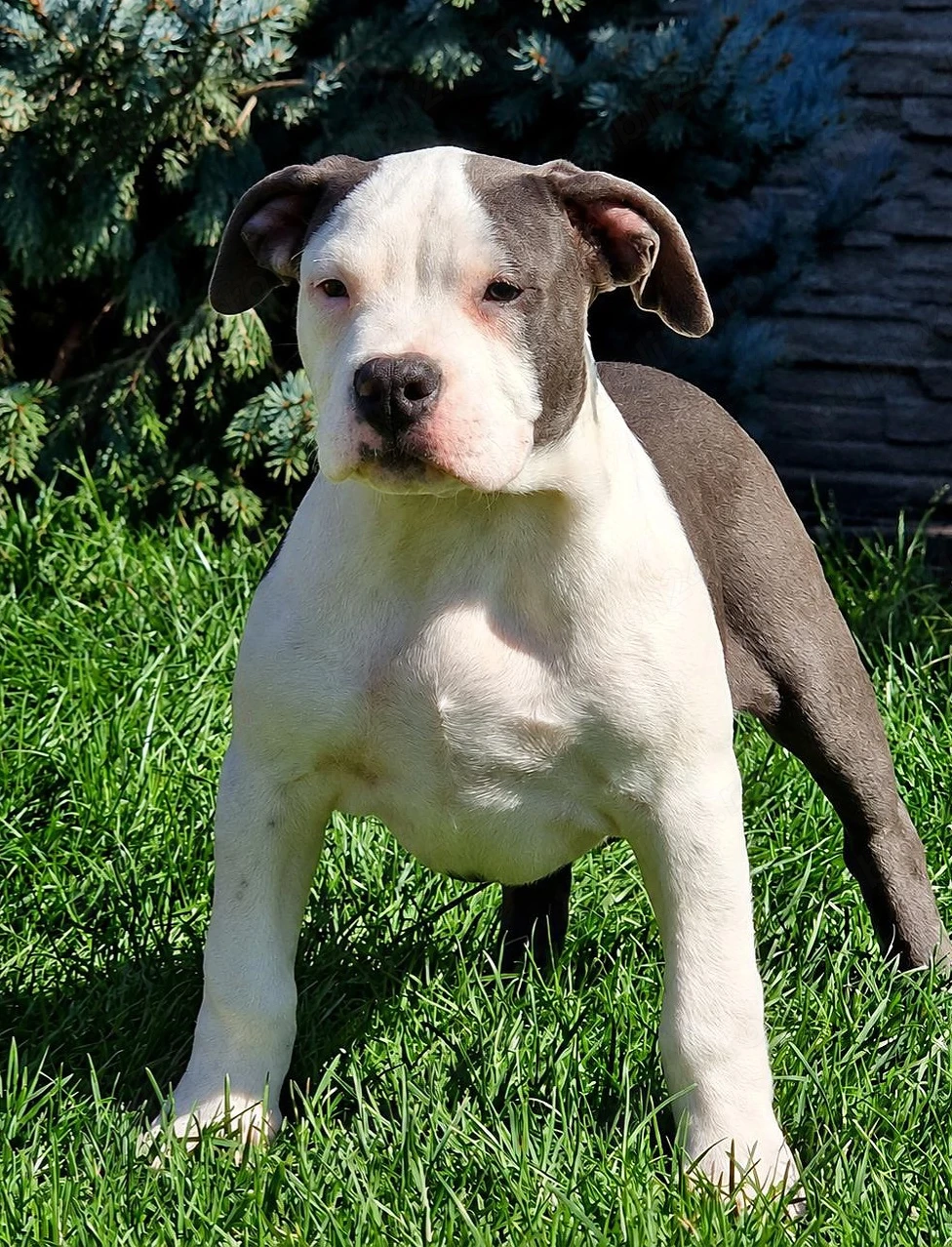 Vand american bully xl 