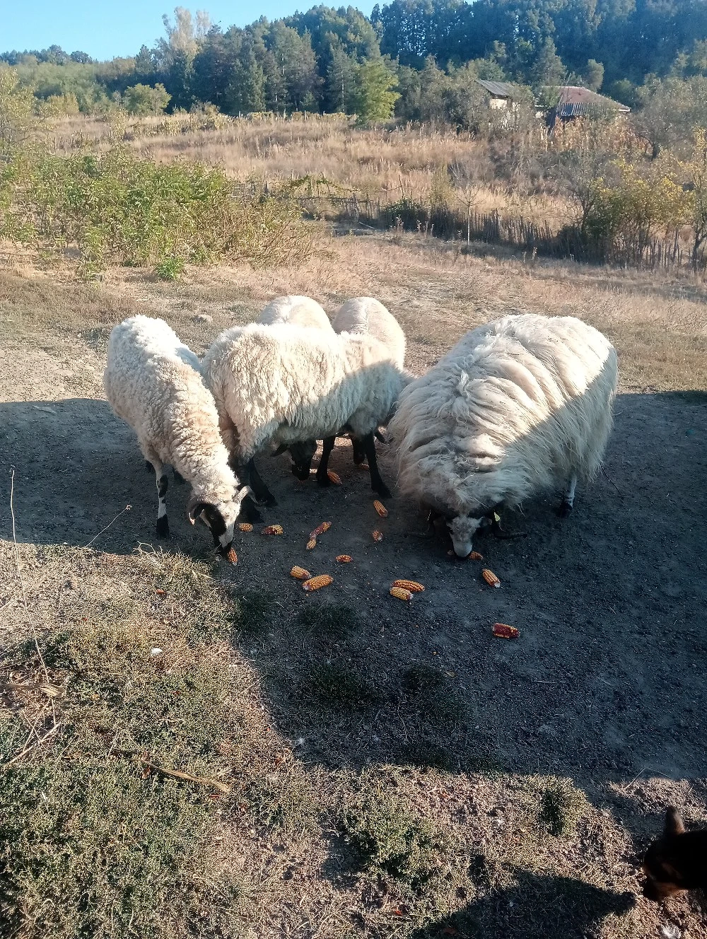 de vanzare