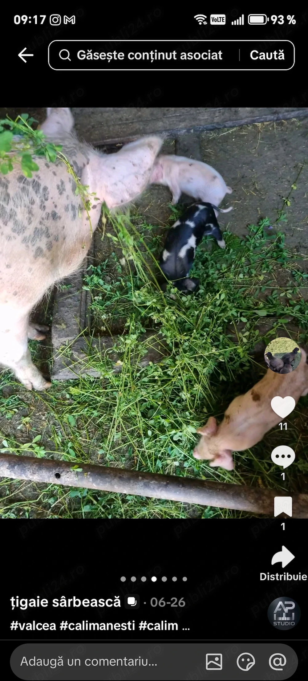 Porci, purcei 
