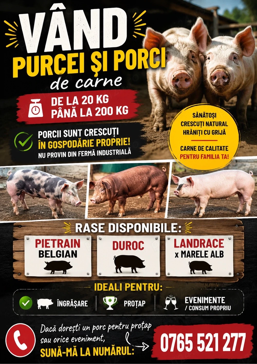 purcei si porci dispobile 