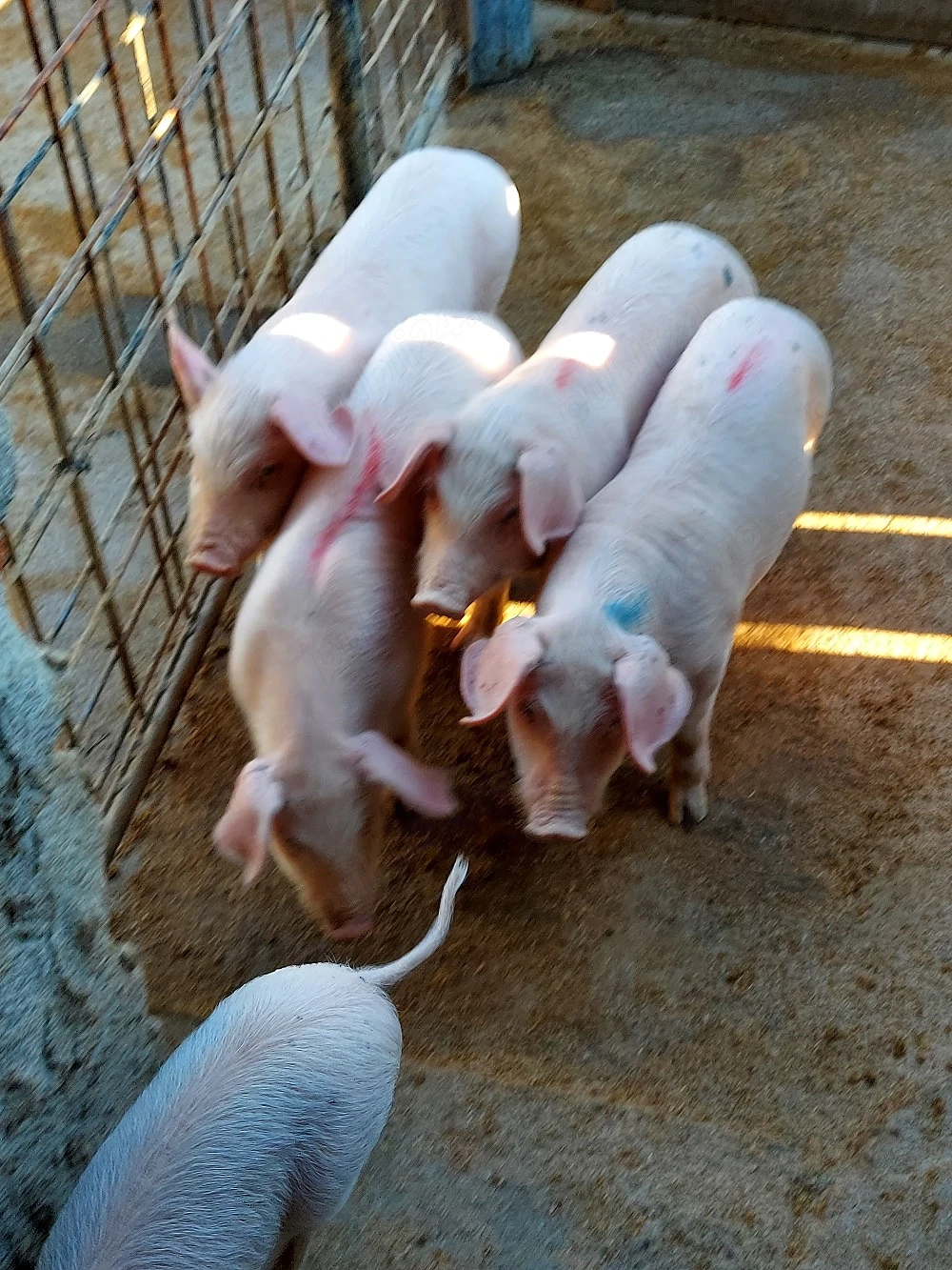 Vând purceluși de 7 săptămâni, 4 băieți si o fată 