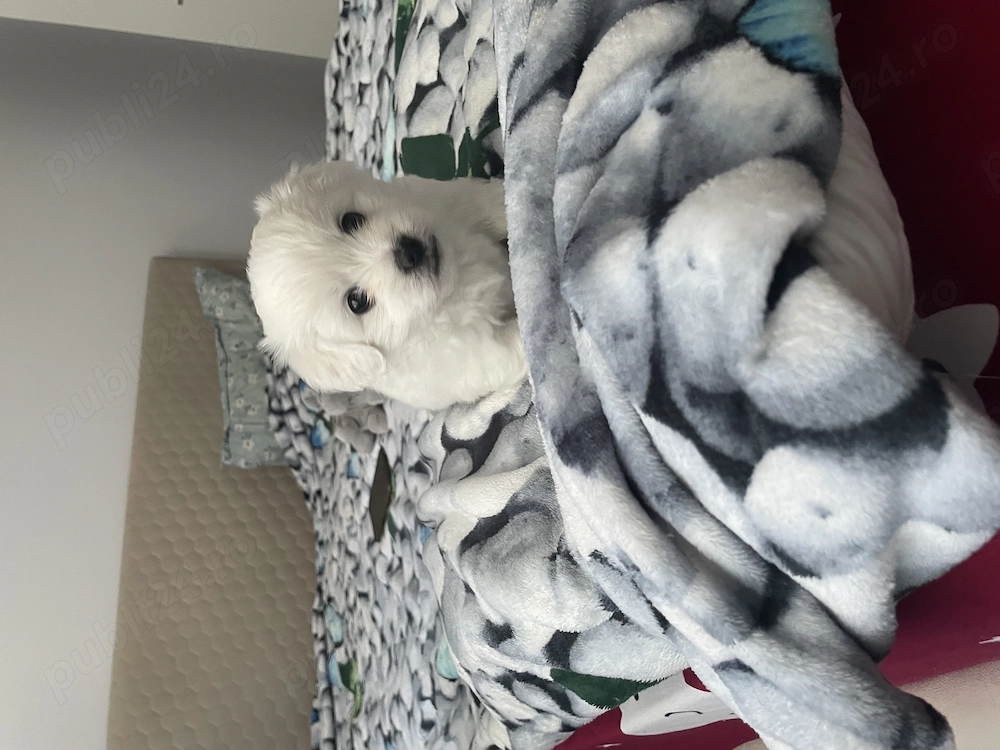 Bichon maltez 2 băieței