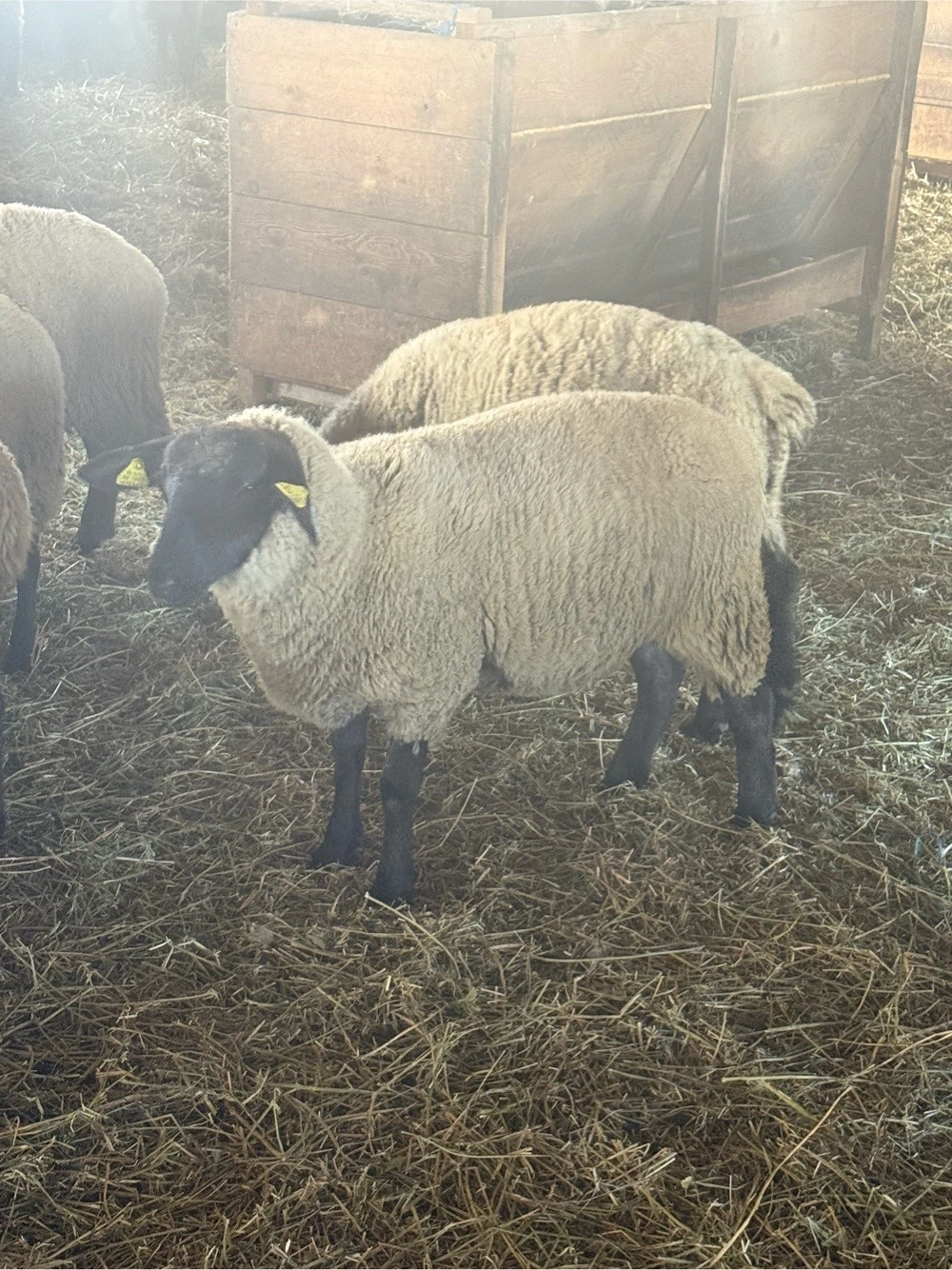 Mieluțe rasa Suffolk cu vârsta de peste 6 luni.