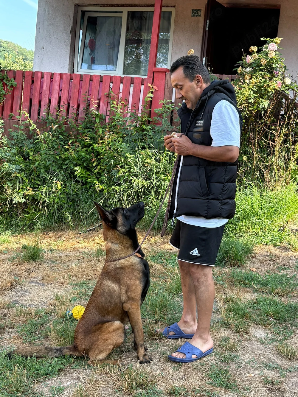Dresaj canin profesoinal