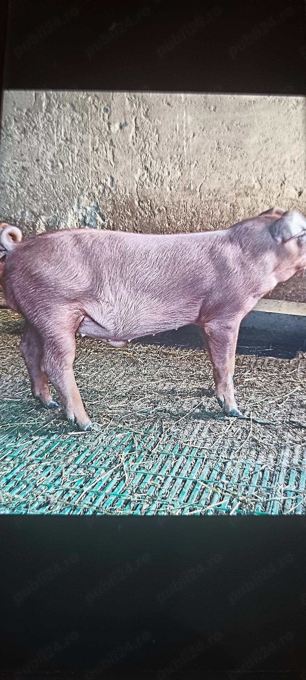 Purcel Duroc pur
